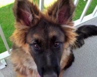 Long haired German Shepherd info