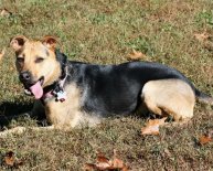 Long haired German Shepherd puppies for Adoption