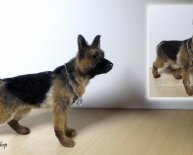 Miniature German Shepherd