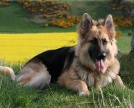 Pics of Alsatian dogs