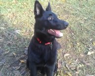 Pictures of all black German Shepherds