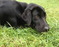 Pictures of German Shepherd Lab mix puppies