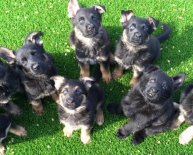 Pictures of German Shepherd puppies