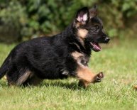 Pictures of long haired German Shepherds