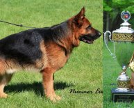 Purebred German Shepherds For sale