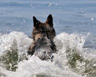 Sable German Shepherd pictures