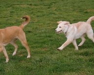 Shepherd mix Dogs