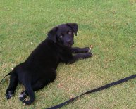 Shepherd mix puppy