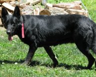 Solid black German Shepherd