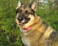 Things to know about German Shepherds