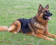 Types of German Shepherd dogs