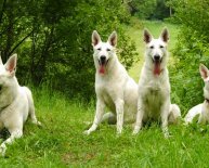 White German Shepherd Dog