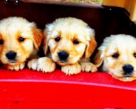 White German Shepherd puppies Adoption