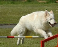 White German Shepherd size