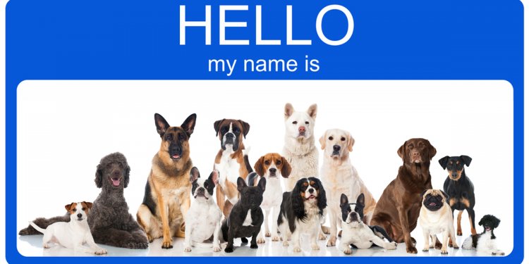 Good girl dog names for German Shepherds