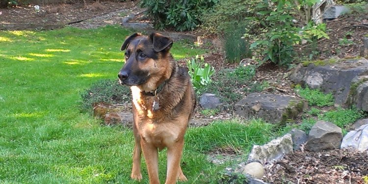 German Shepherd Dog toys