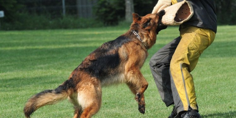 German Shepherd puppy aggressive