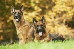 two German Shepherd Dog