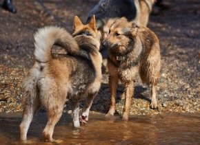 two german shepherds greeting each other