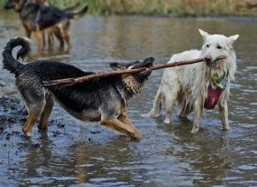 two german shepherds playing with a stick in muddy water