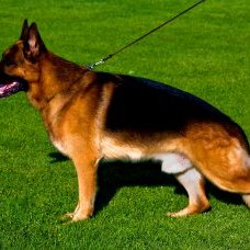 VA sired German shepherd puppies VA Quartz vom Wustenberger-Land