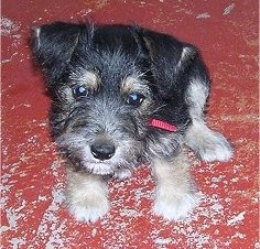 View from the top looking down at the dog - A wiry-looking, small, black with tan and white Miniature Schnauzer/Jack Russell Terrier mix puppy is sitting on a painted chipped red concrete surface.