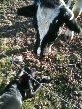 View from the top looking down - A black Labrador mix is laying in grass under a barbed wire fence and it is looking to the right. There is a cow in front of it and the cow is looking down at the dog.