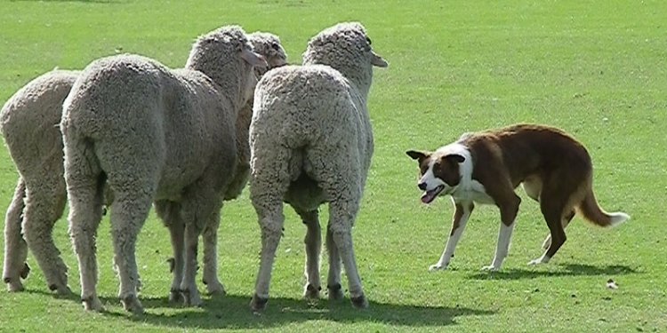 Working Dog shows