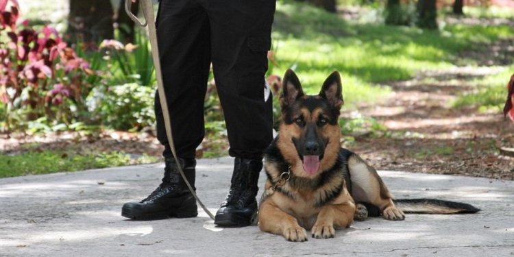 American German Shepherd puppies