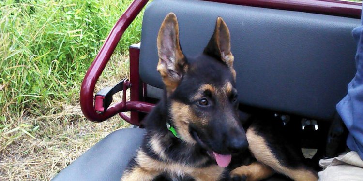 German Shepherd Rescue Raleigh NC