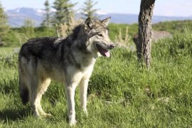 white-german-shepherd-wolf-mix