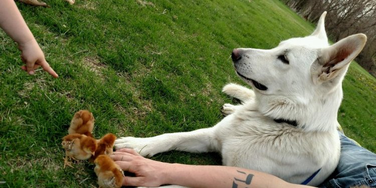 Are White German Shepherds good Dogs