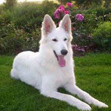 White Shepherd Dog