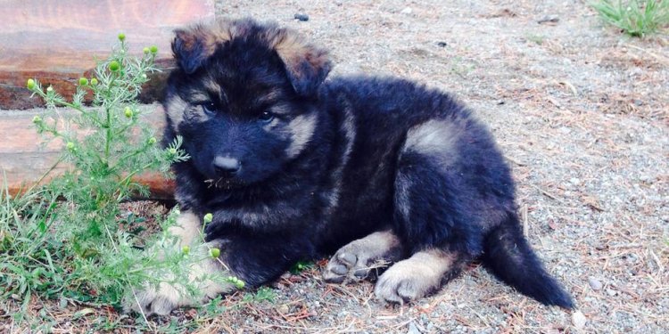Rough coat German Shepherd