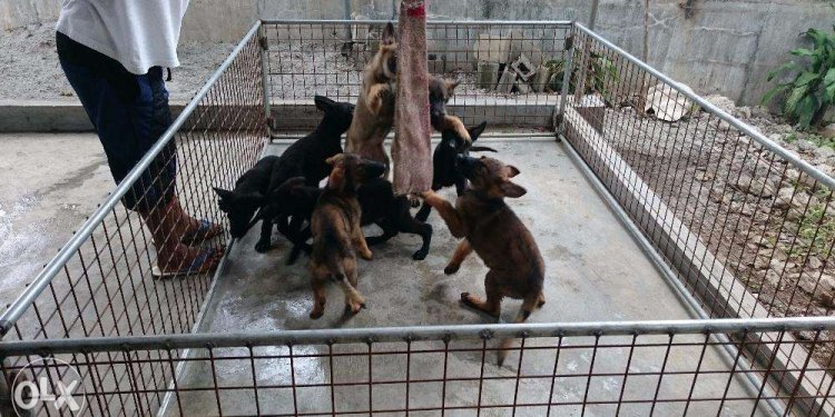 German Shepherd puppies Breeder