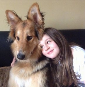 Zara the tan, black and white Euro Mountain Sheparnese is sitting on a couch. There is a girl cuddling up to Zara.