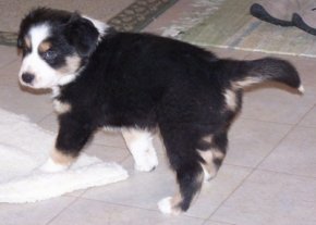 Cully the Border-Aussie puppy looking into the distance standing on a tiled floor