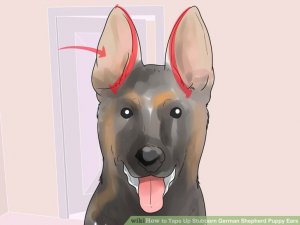 Image titled Tape Up Stubborn German Shepherd Puppy Ears Step 1