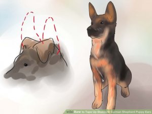 Image titled Tape Up Stubborn German Shepherd Puppy Ears Step 3