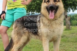 King Size German Shepherd