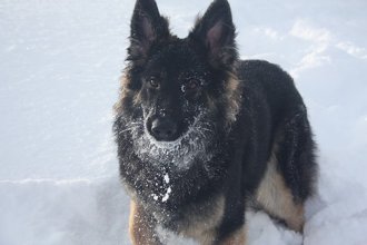 Long Haired German Shepherd Puppies