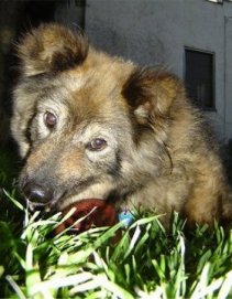 Sacchetto the Coydog is laying outside in grass at night and chewing on a toy