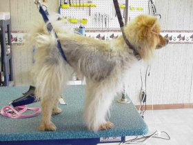 Shaving dogs with double coats