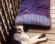 Dog Beds for German Shepherds