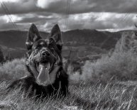 German Shepherd black and white