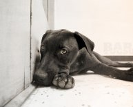 Petfinder.com dogs for adoption