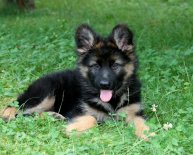 Pics of German Shepherd puppies for sale