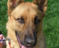 Strong male dog names for German Shepherds