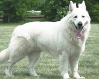 White Alsatian Dogs for sale