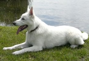 White German Shepherd dog breed